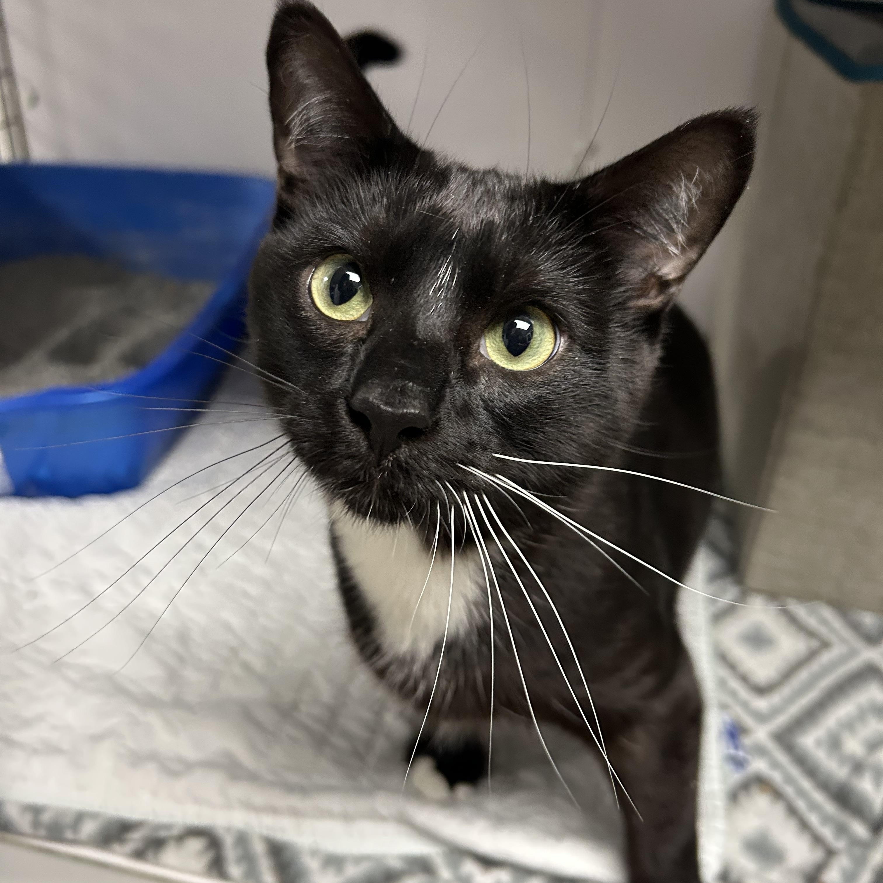 Enlarge Jay, a ADOPTABLE Domestic Short Hair in White Oak, PA image 1/3