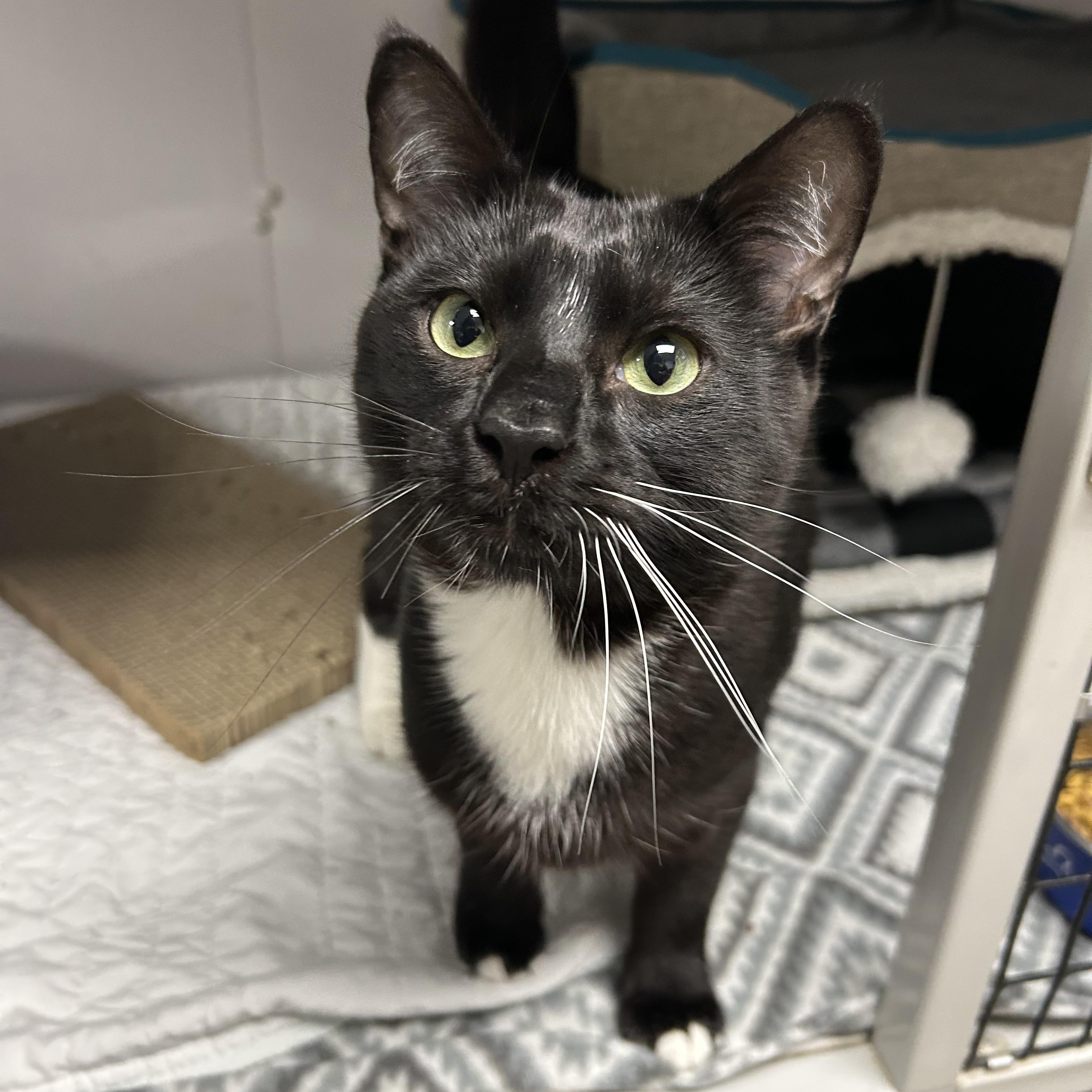 Enlarge Jay, a ADOPTABLE Domestic Short Hair in White Oak, PA image 3/3