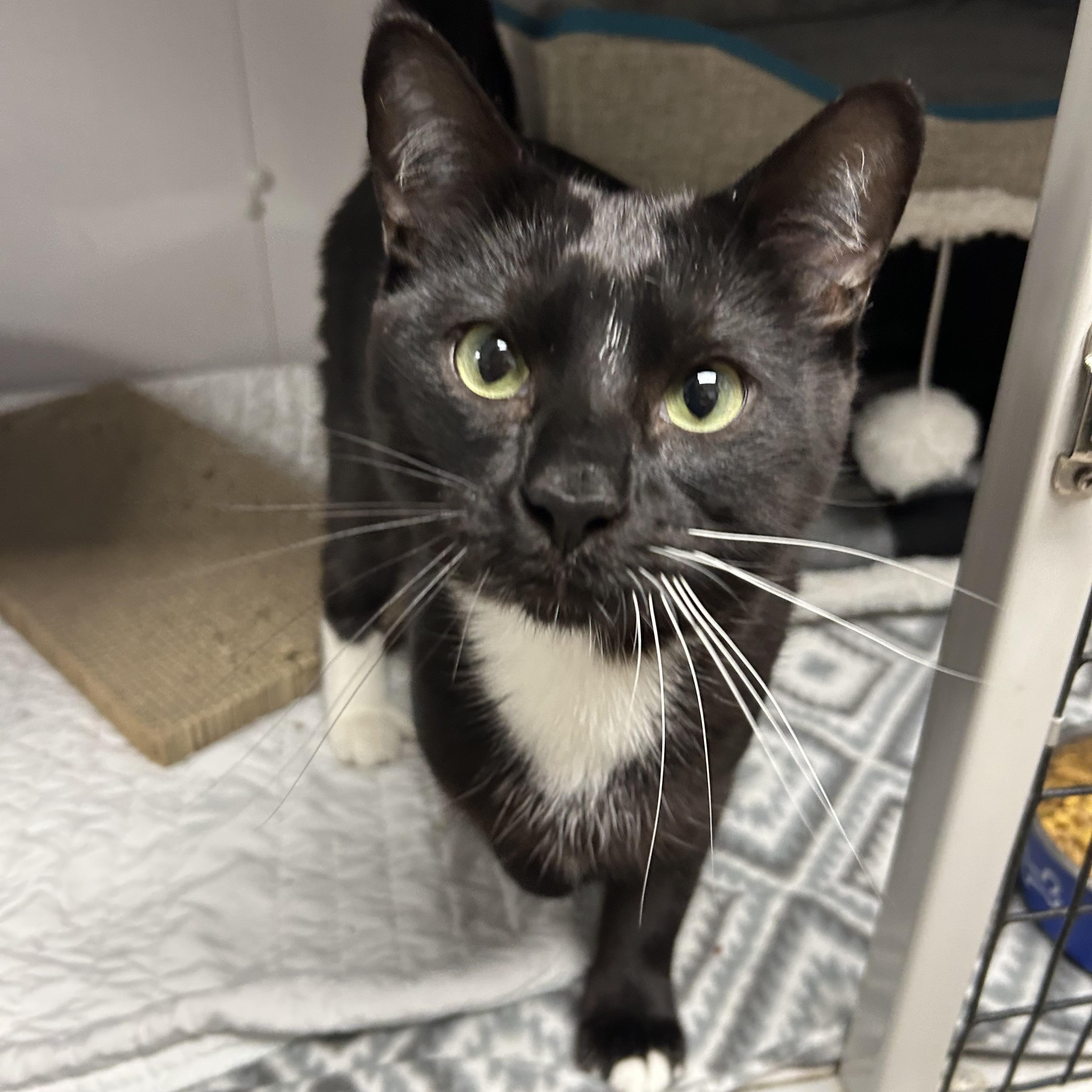 Enlarge Jay, a ADOPTABLE Domestic Short Hair in White Oak, PA image 2/3