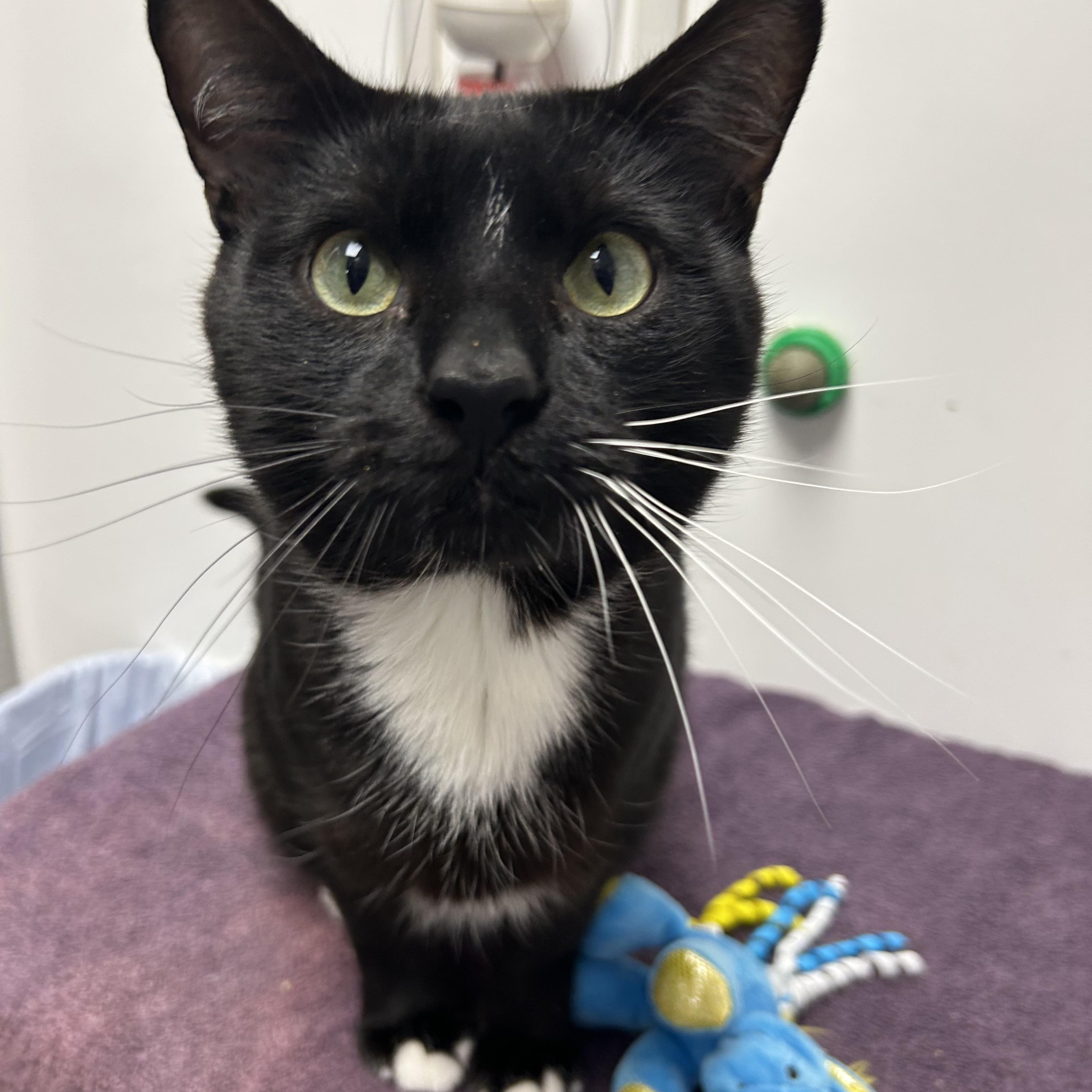 Enlarge Jay, an adoption pending Domestic Short Hair in White Oak, PA image 4/4