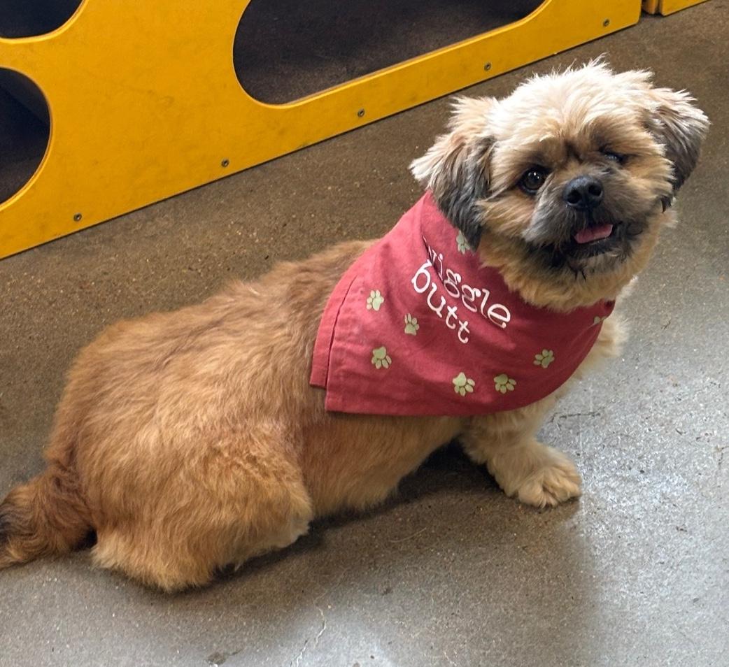 Enlarge Scruffie, a Adoptable Lhasa Apso in Memphis, TN image 1/4