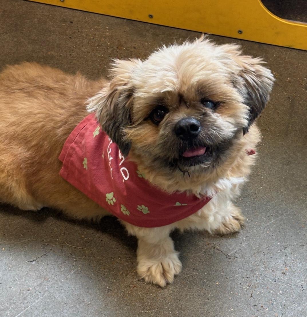 Enlarge Scruffie, a Adoptable Lhasa Apso in Memphis, TN image 2/4