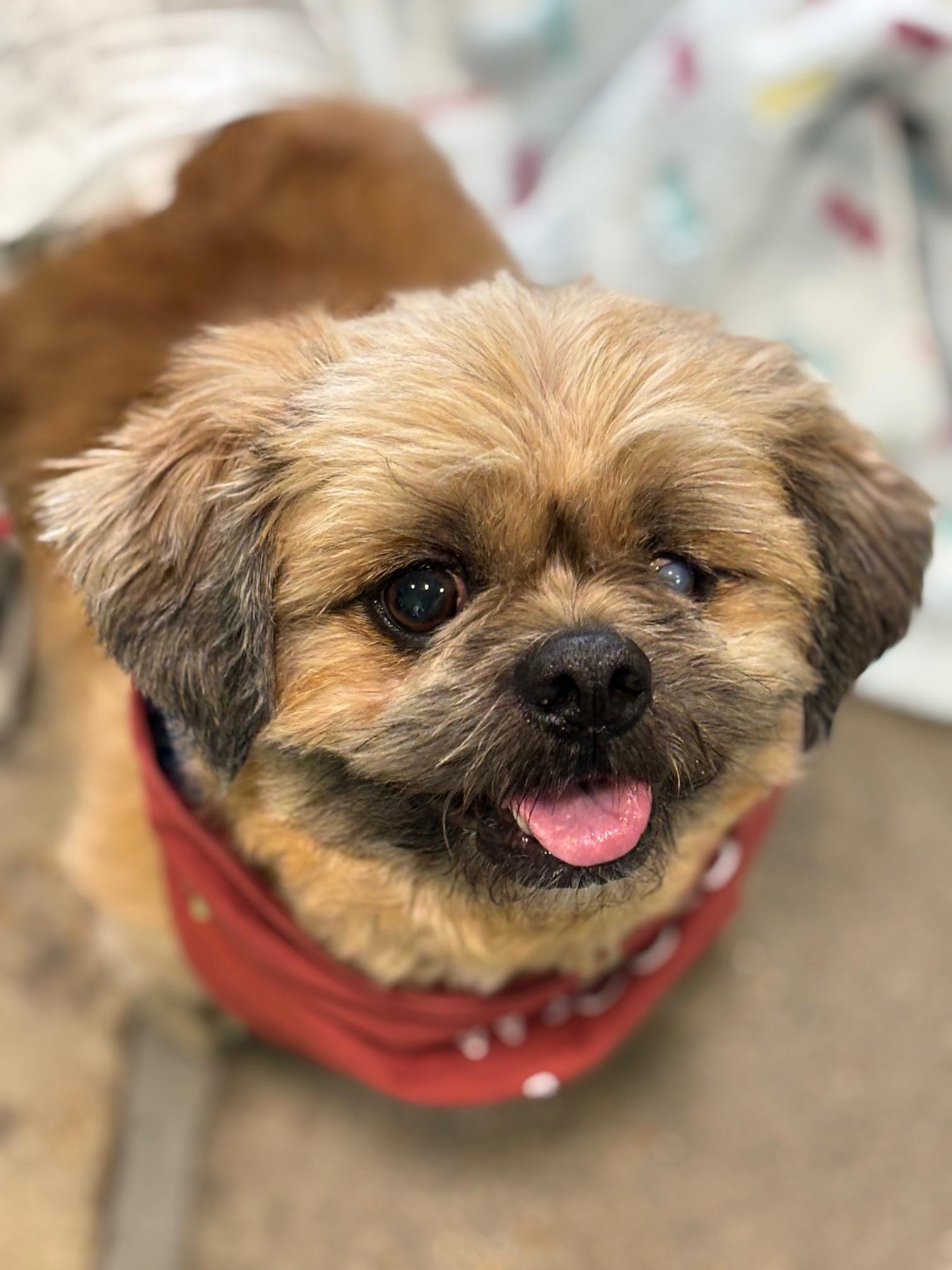 Enlarge Scruffie, a Adoptable Lhasa Apso in Memphis, TN image 3/4