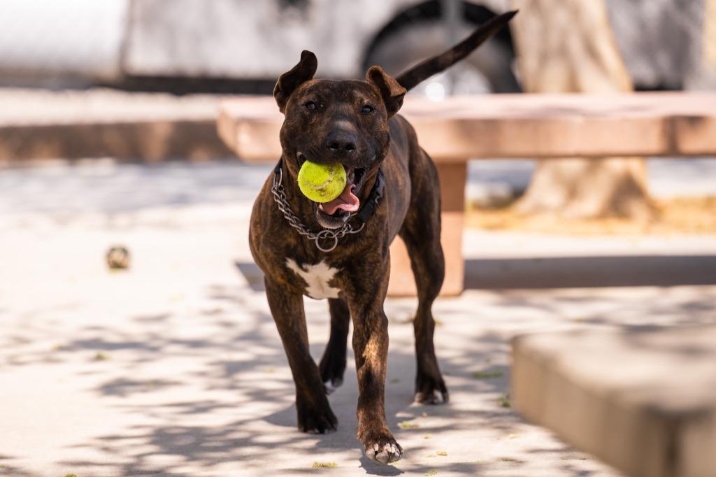 Delaney, Adoptable, Young Male Bull Terrier.