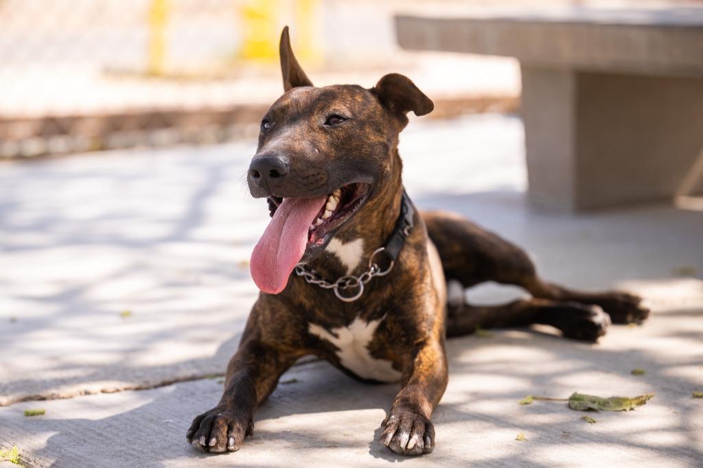 Delaney, a Adoptable Bull Terrier in Twentynine Palms, CA image 2/6