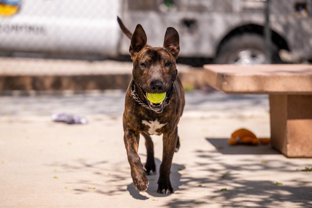Delaney, a Adoptable Bull Terrier in Twentynine Palms, CA image 3/6