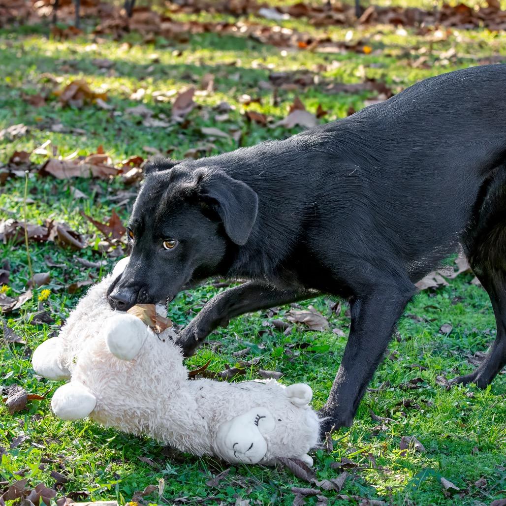 Dog for adoption - Noir, a Black Labrador Retriever Mix in