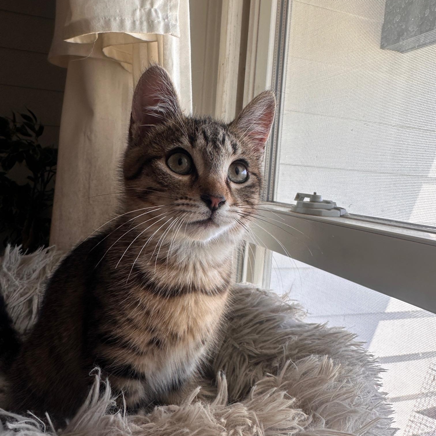 Venti, Adopted, Kitten Female Domestic Short Hair & Tabby.