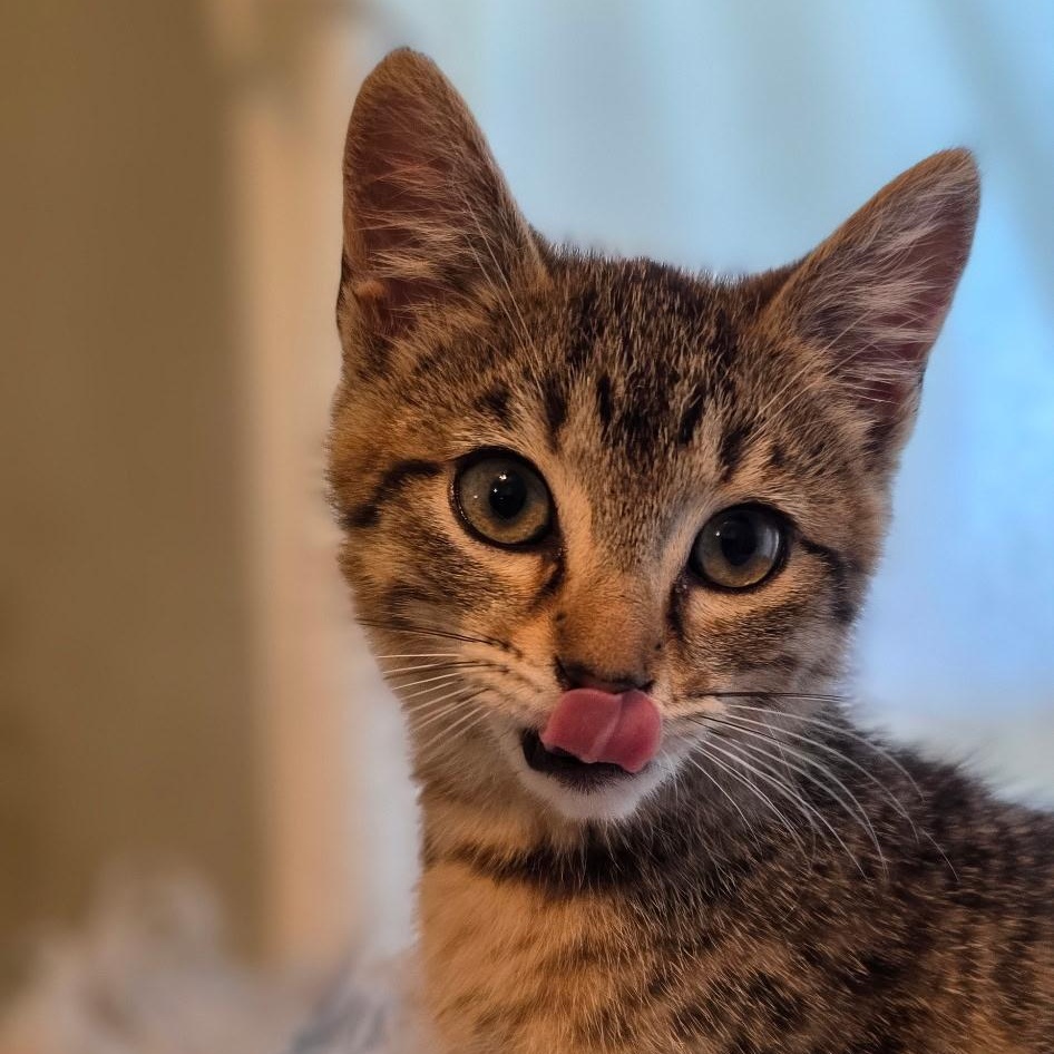 Enlarge Venti, a Adopted mixed breed in Orange, CA image 5/6