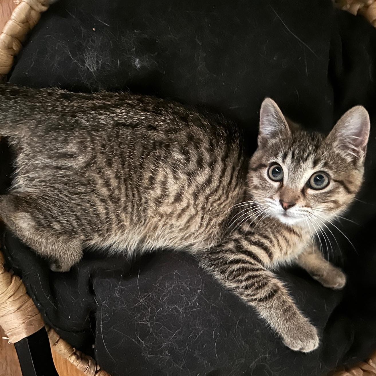 Enlarge Venti, a Adopted mixed breed in Orange, CA image 4/6