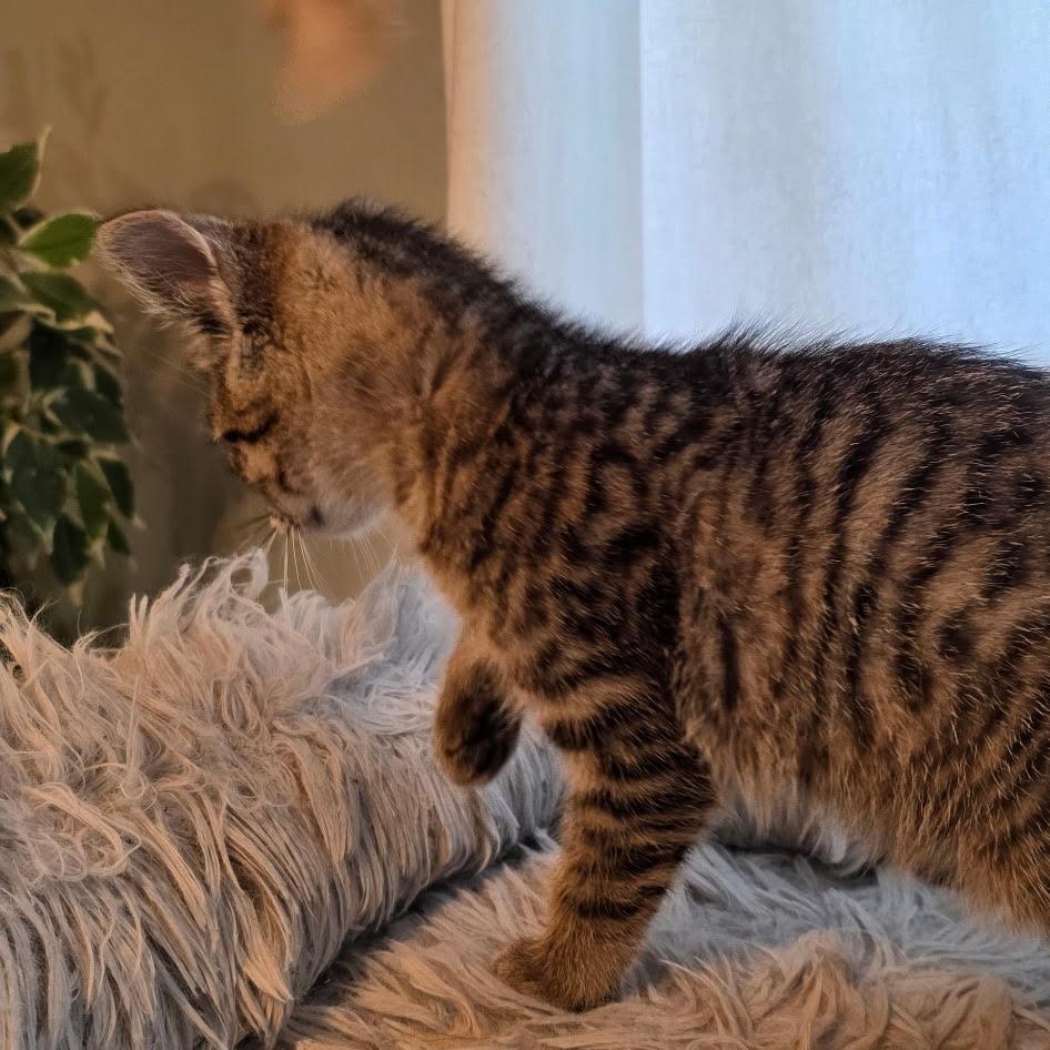 Enlarge Venti, a Adopted mixed breed in Orange, CA image 3/6