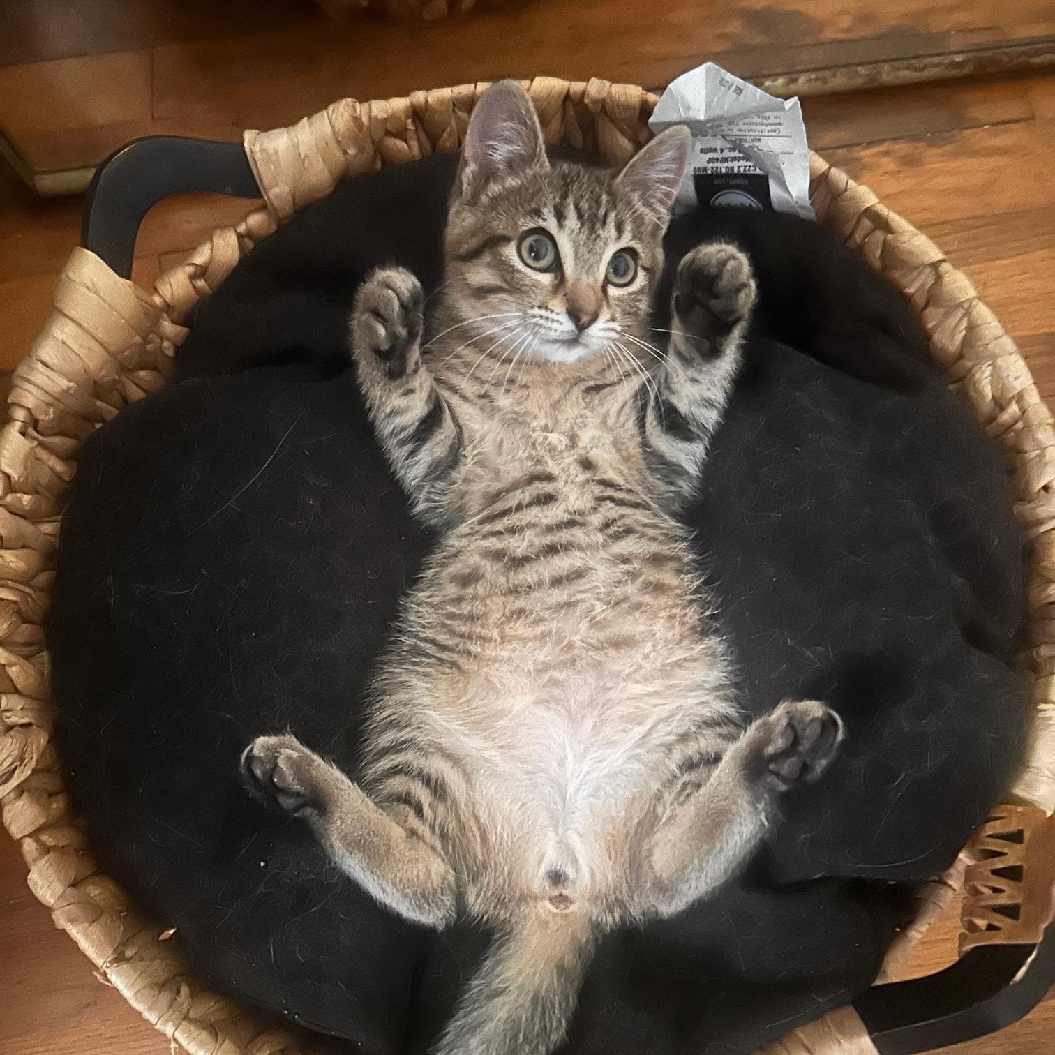 Enlarge Venti, a Adopted mixed breed in Orange, CA image 2/6