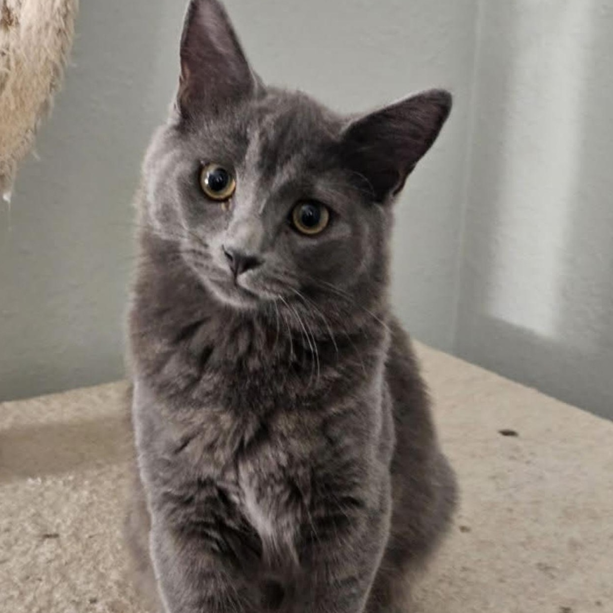 Midnight, an adopted mixed breed in Santa Rosa, CA image 1/3