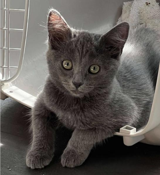 Midnight, a Adoptable mixed breed in Santa Rosa, CA image 1/2