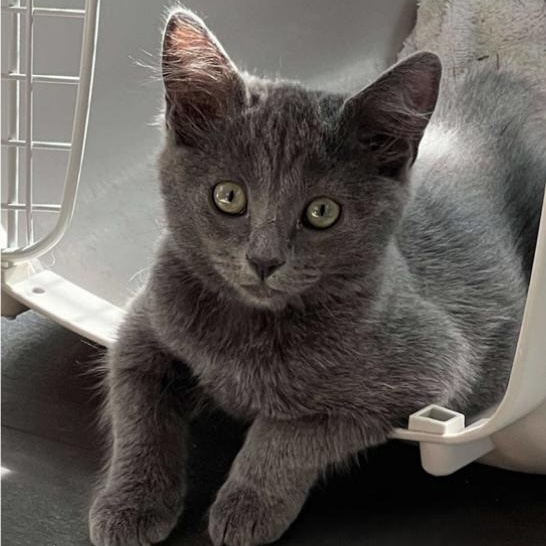 Midnight, an adopted mixed breed in Santa Rosa, CA image 2/3