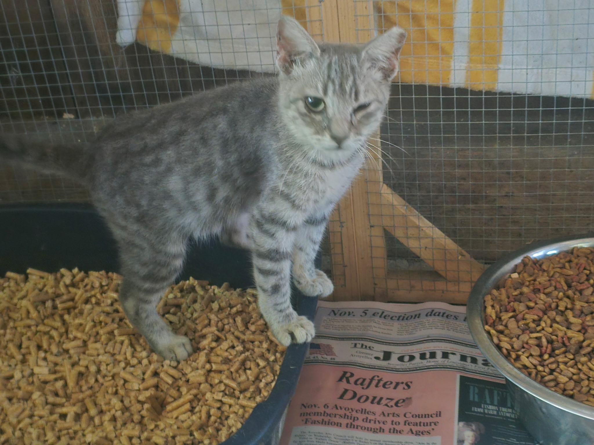 Wanda, Adopted, Kitten Female American Shorthair & Tabby.