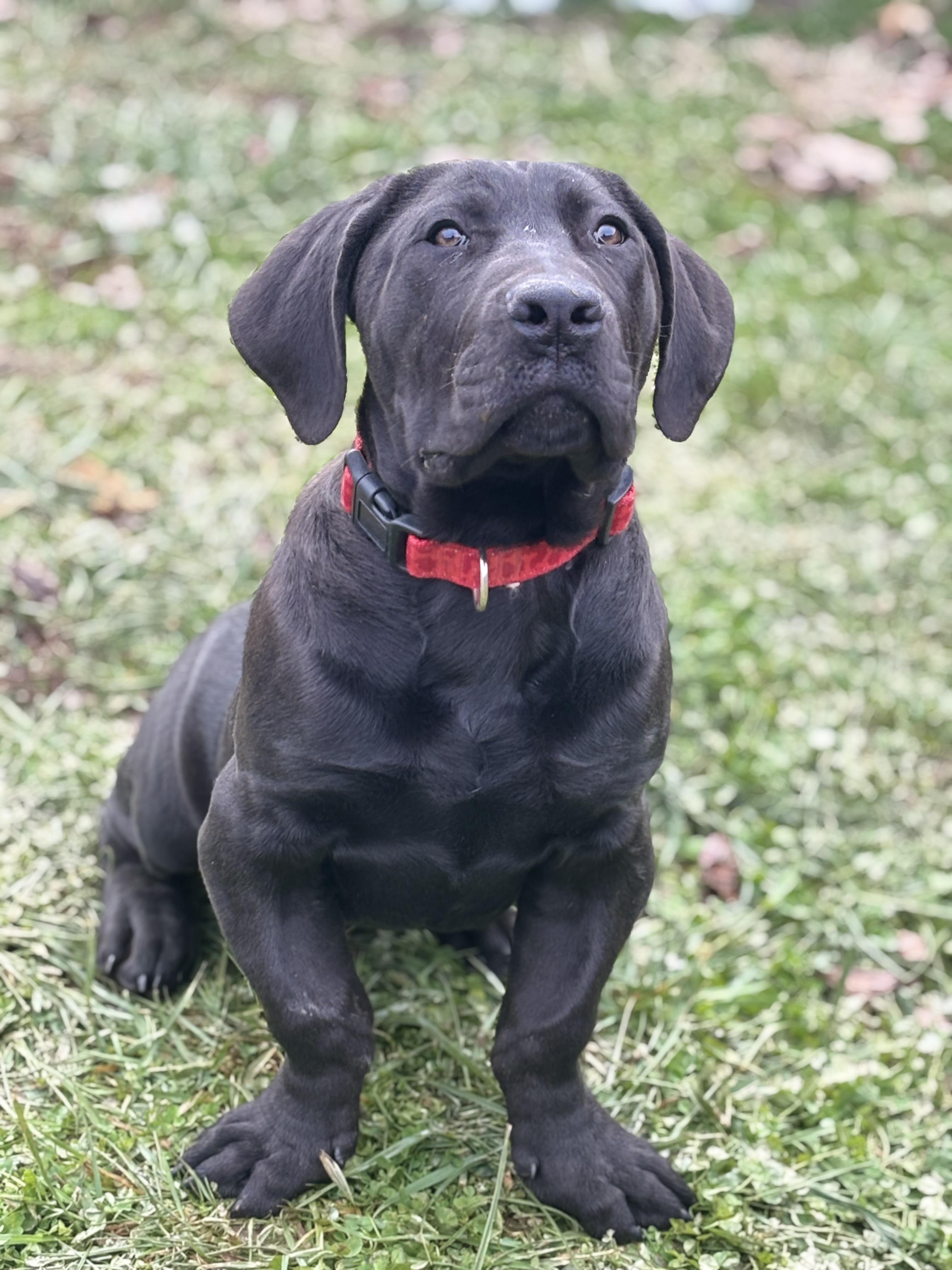 Enlarge Zeva, a ADOPTABLE Boerboel in Russellville, OH image 2/6