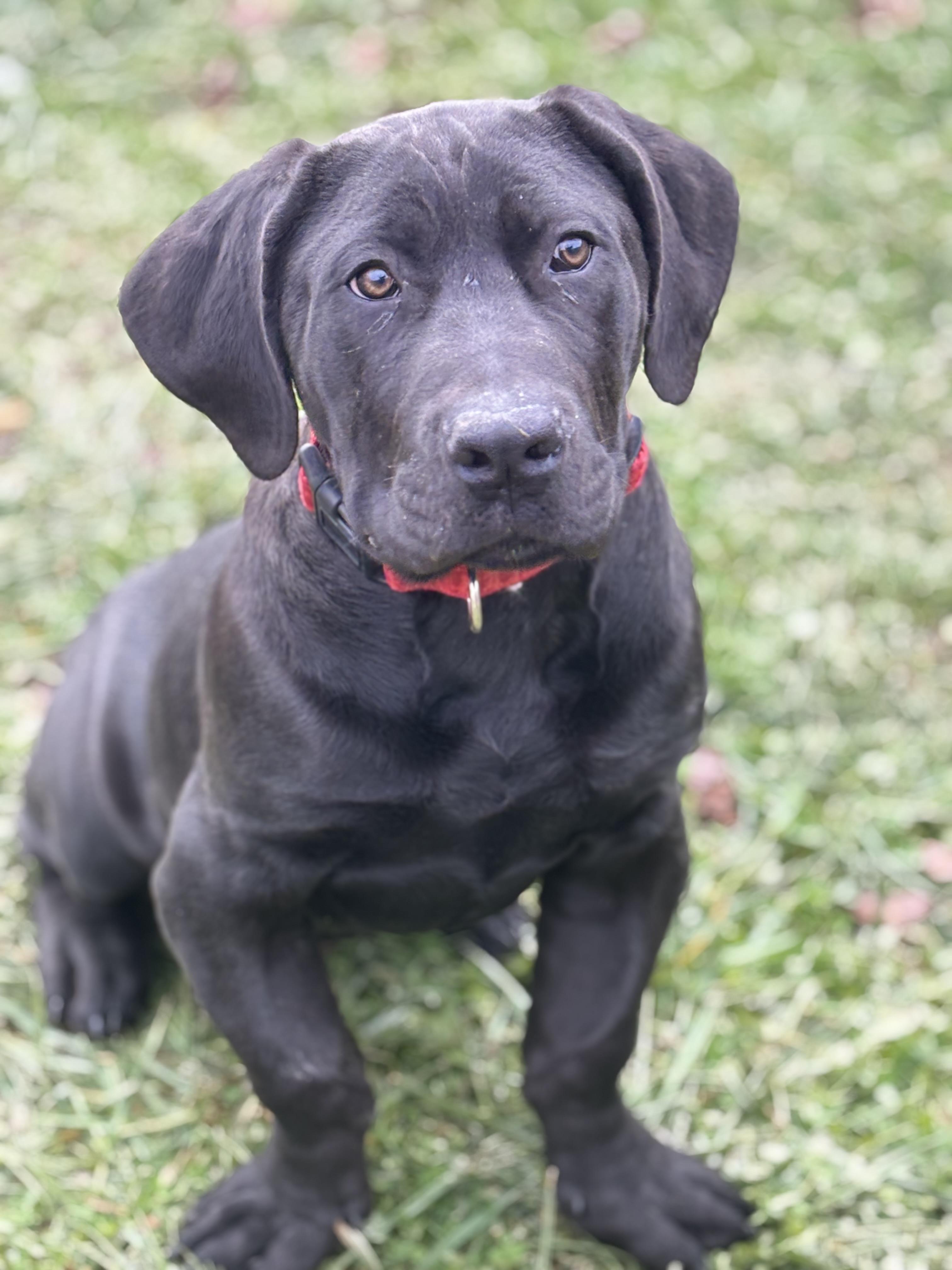 Enlarge Zeva, a ADOPTABLE Boerboel in Russellville, OH image 1/6
