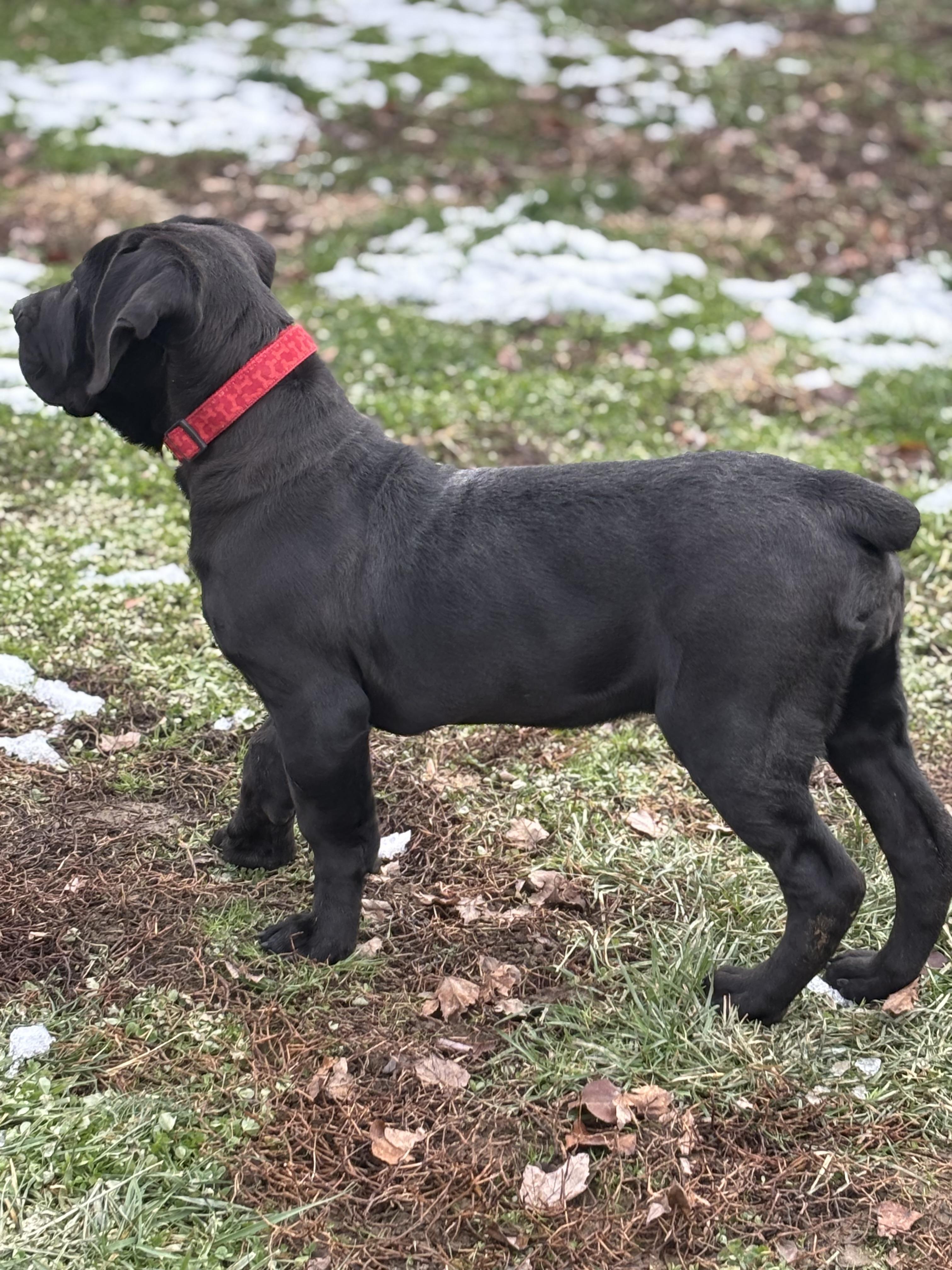 Enlarge Zeva, a ADOPTABLE Boerboel in Russellville, OH image 5/6