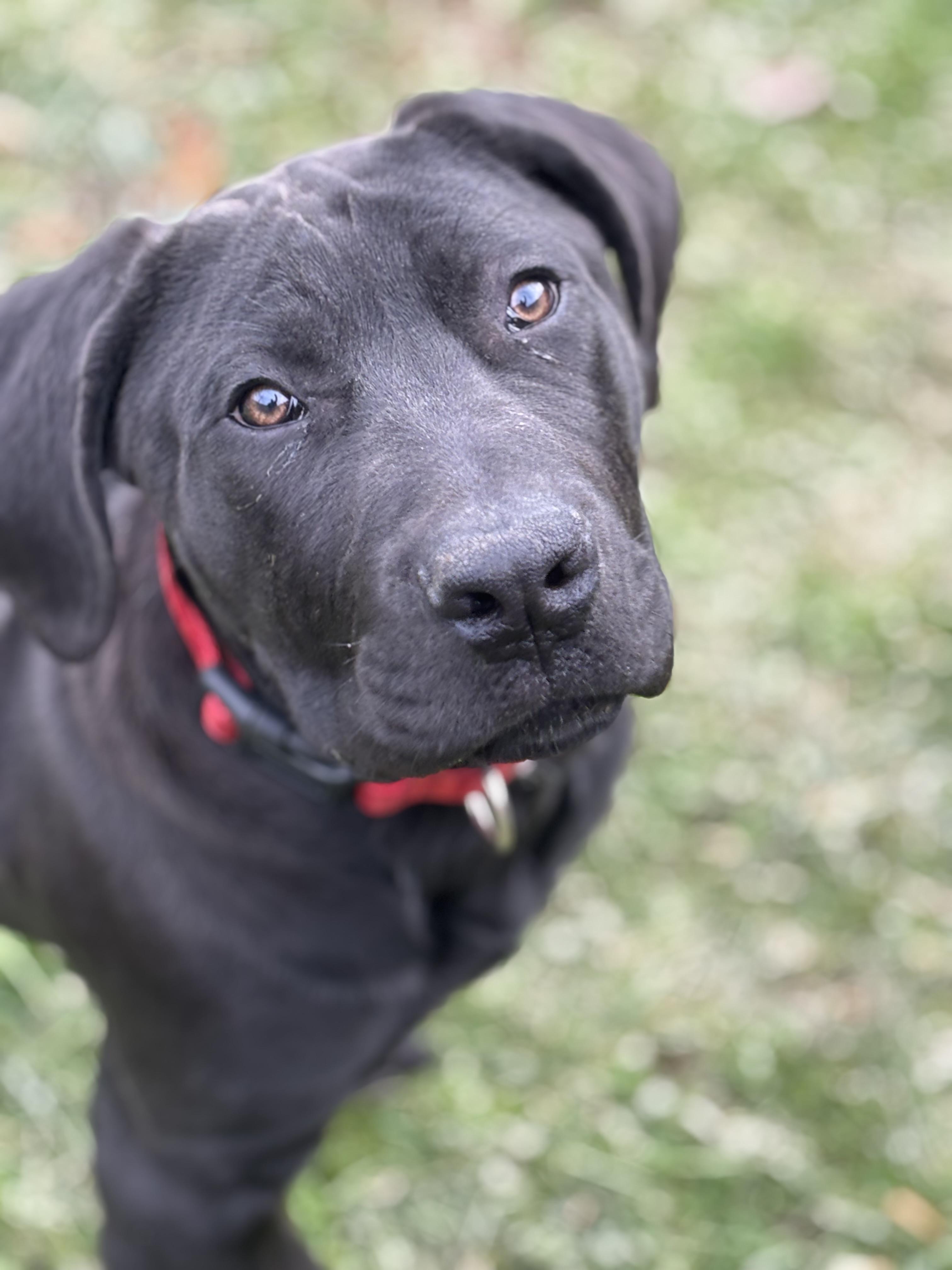 Enlarge Zeva, a ADOPTABLE Boerboel in Russellville, OH image 3/6