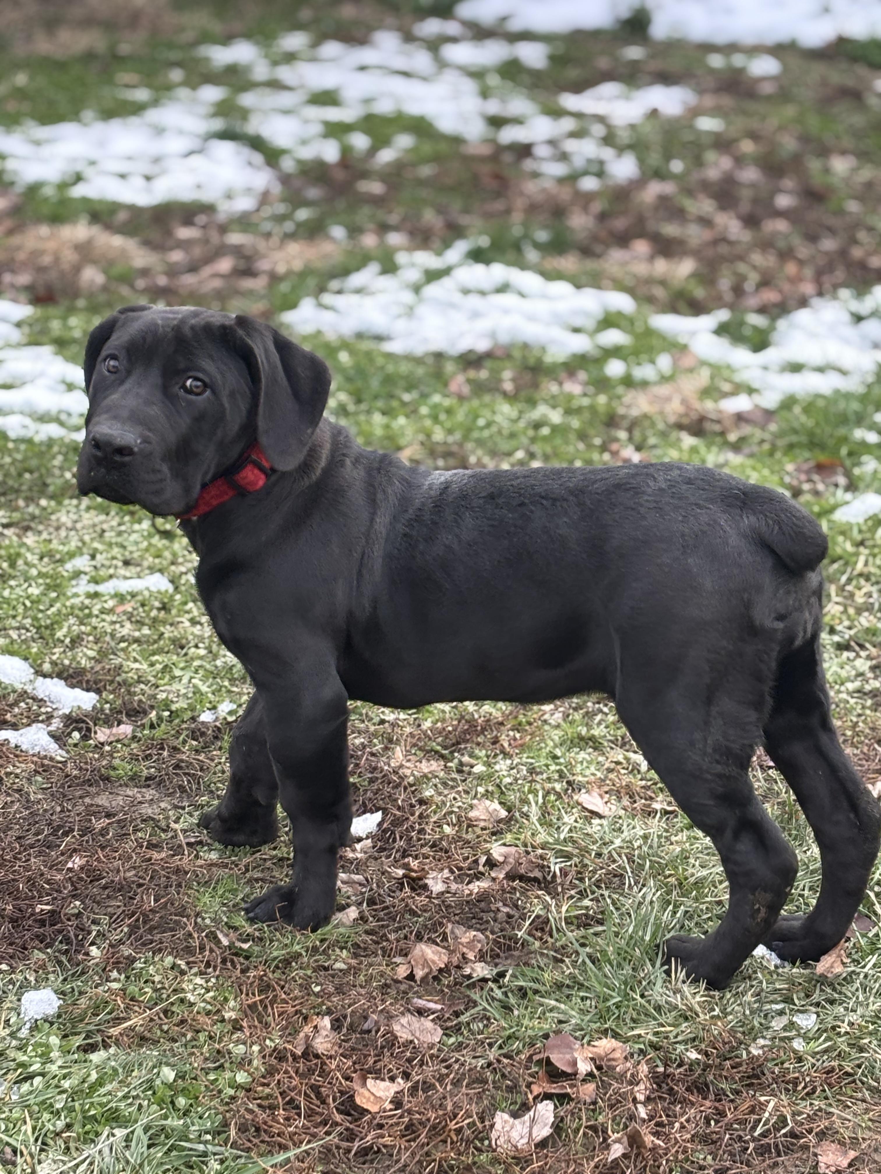 Enlarge Zeva, a ADOPTABLE Boerboel in Russellville, OH image 4/6