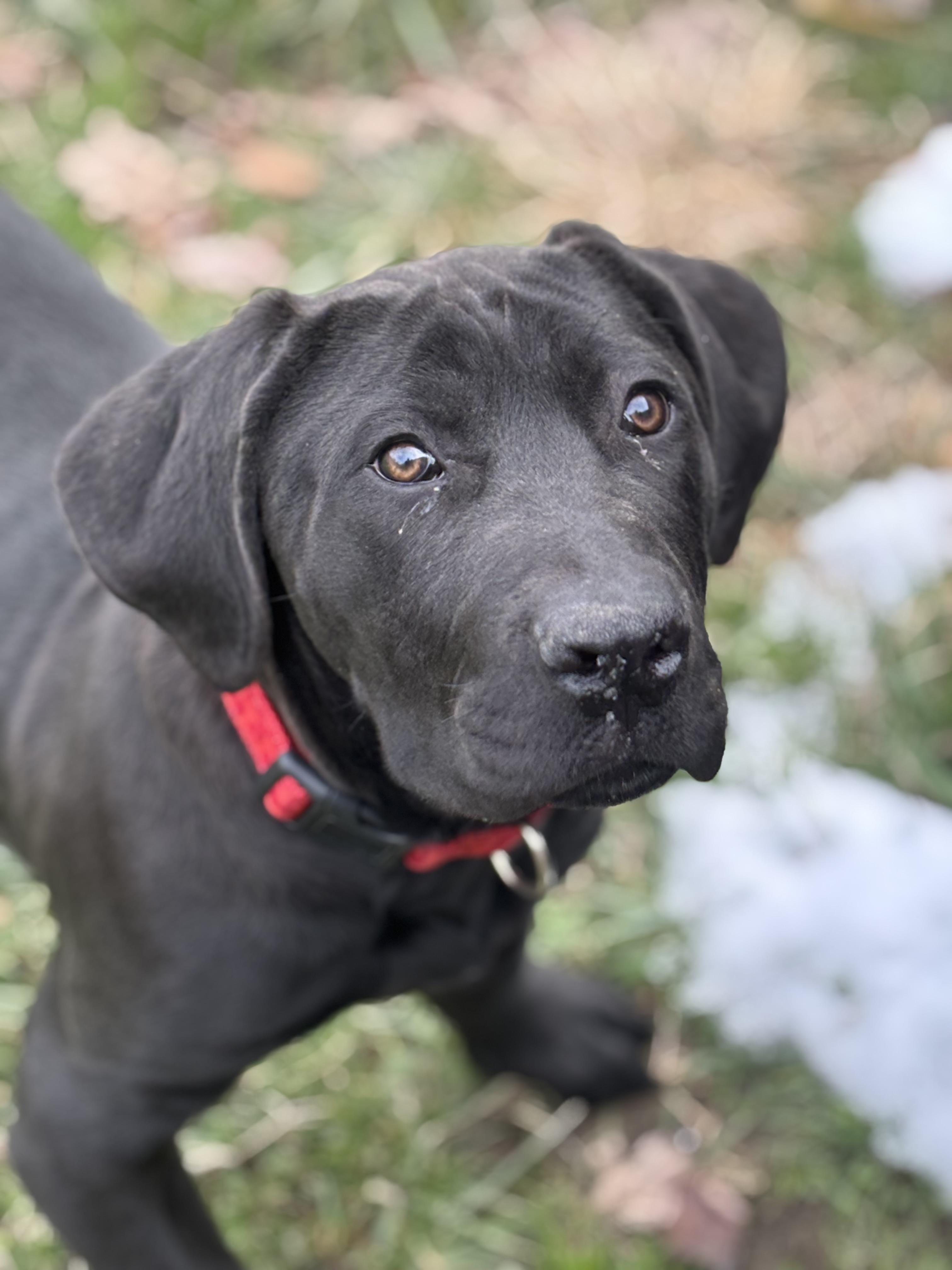 Enlarge Zeva, a ADOPTABLE Boerboel in Russellville, OH image 6/6
