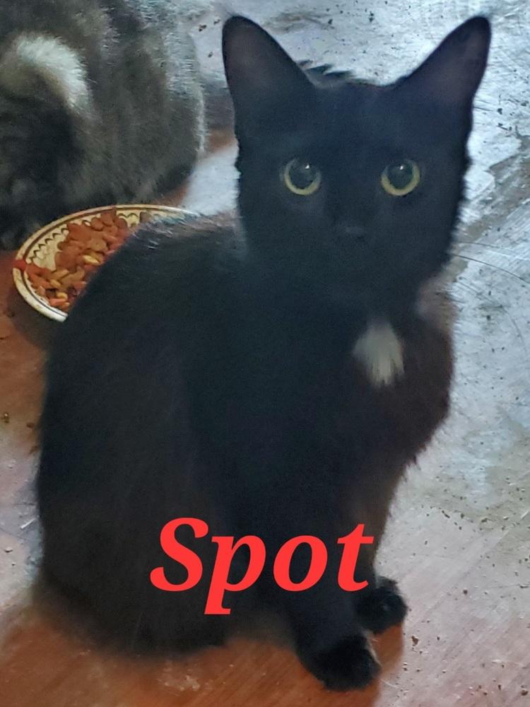 Enlarge Spot, a Adoptable Domestic Short Hair image 1/1