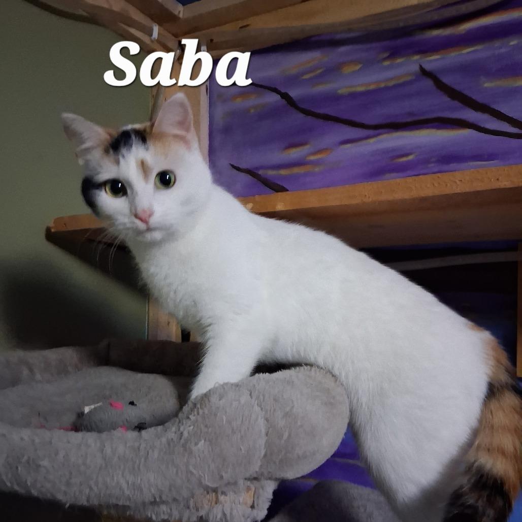 Enlarge Saba, a Adoptable mixed breed in Grand Rapids, MN image 1/2