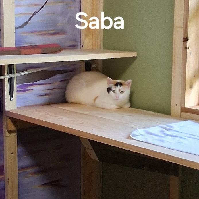 Enlarge Saba, a Adoptable mixed breed in Grand Rapids, MN image 2/2