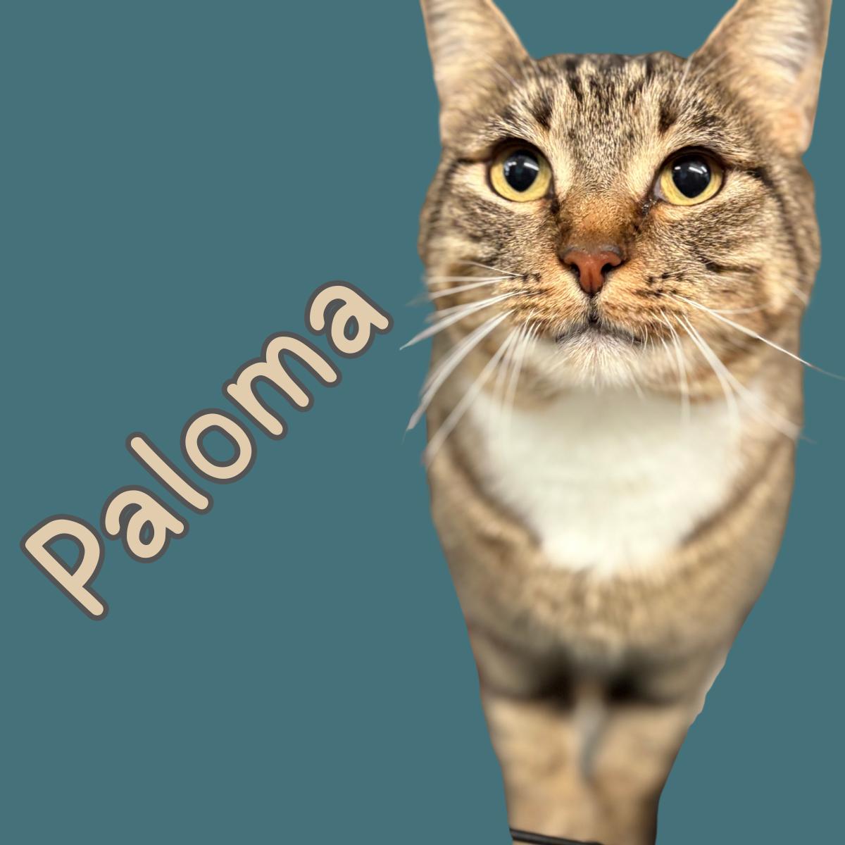 Enlarge Paloma, an adopted Domestic Short Hair in South Padre Island, TX image 1/1