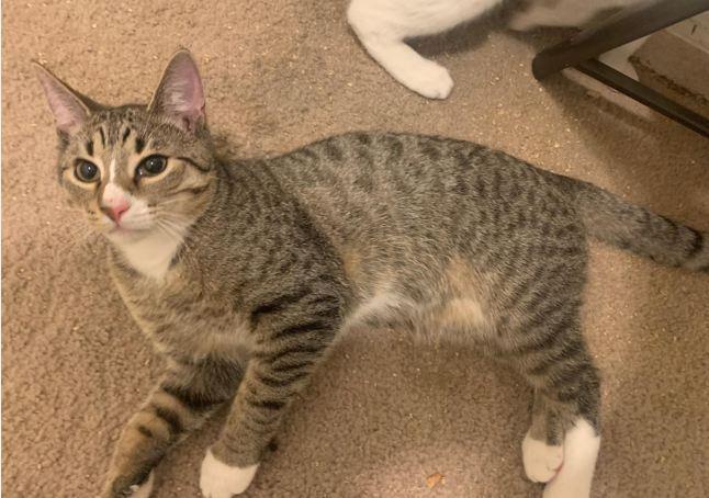 Alex, Adoptable, Kitten Male Domestic Short Hair.