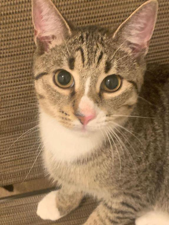 Enlarge Alex, a Adoptable Domestic Short Hair in Hudson, NH image 2/2