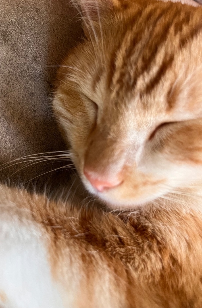 Charlotte, Adoptable, Young Female Domestic Short Hair & American Shorthair.