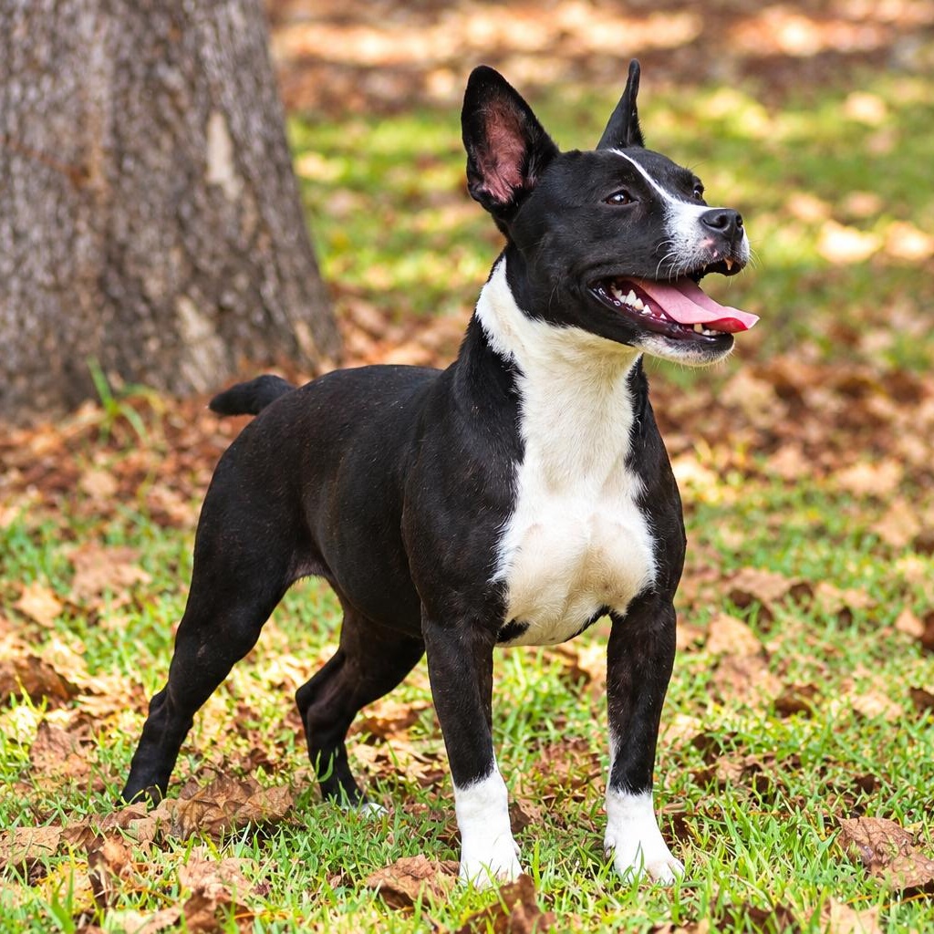 Enlarge Maxine, a Adoptable mixed breed in Newburgh, NY image 2/3