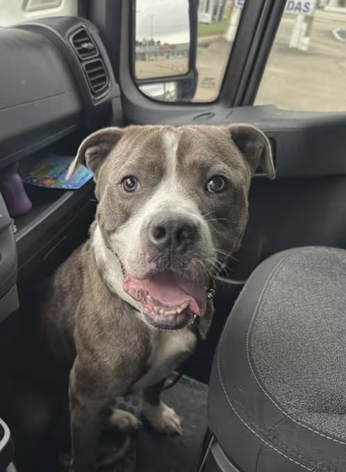 Enlarge Big Shot : Your loyal best friend, an adoptable mixed breed in Bellevue, WA image 1/6