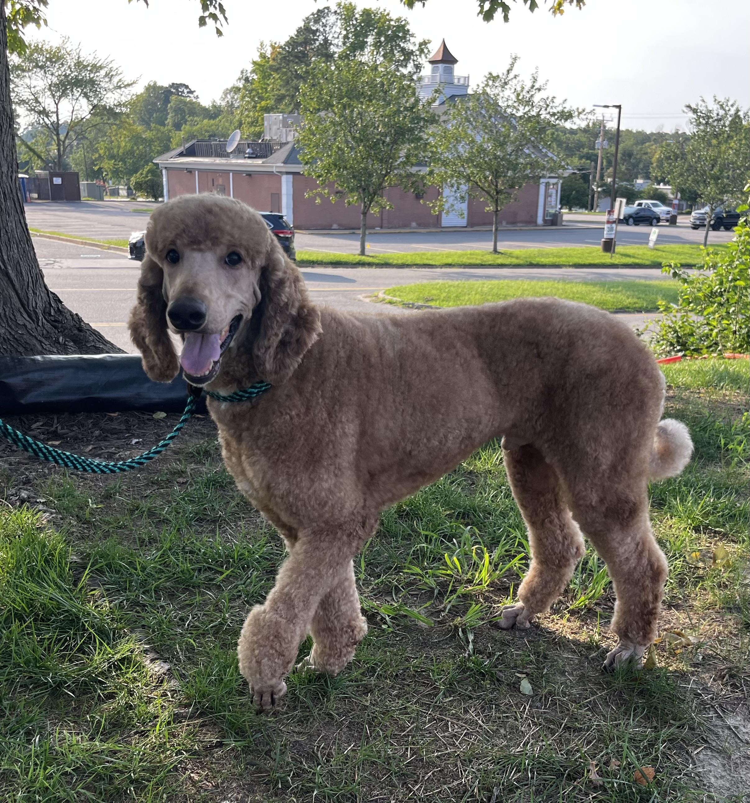 Enlarge Simon, a ADOPTABLE mixed breed in Richmond, VA image 2/5