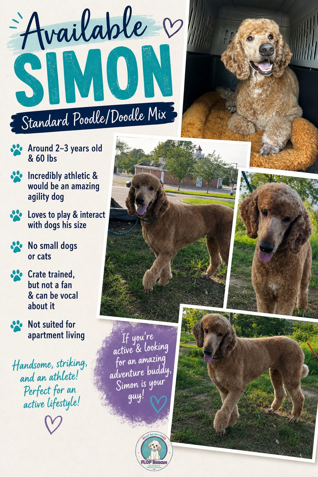 Enlarge Simon, a ADOPTABLE mixed breed in Richmond, VA image 1/5