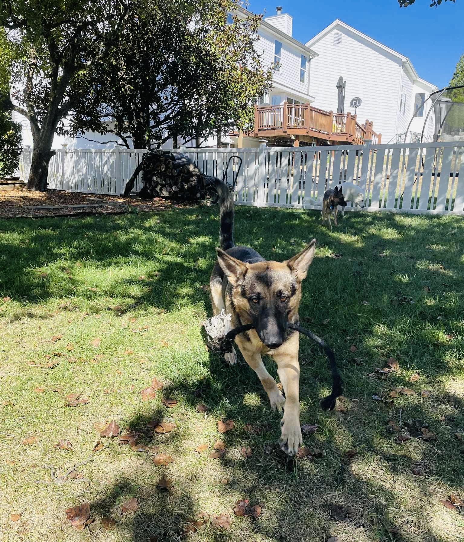 Goose NEED TEMP FOSTER