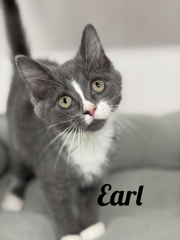 Earl, adopted, Kitten Male Domestic Short Hair.