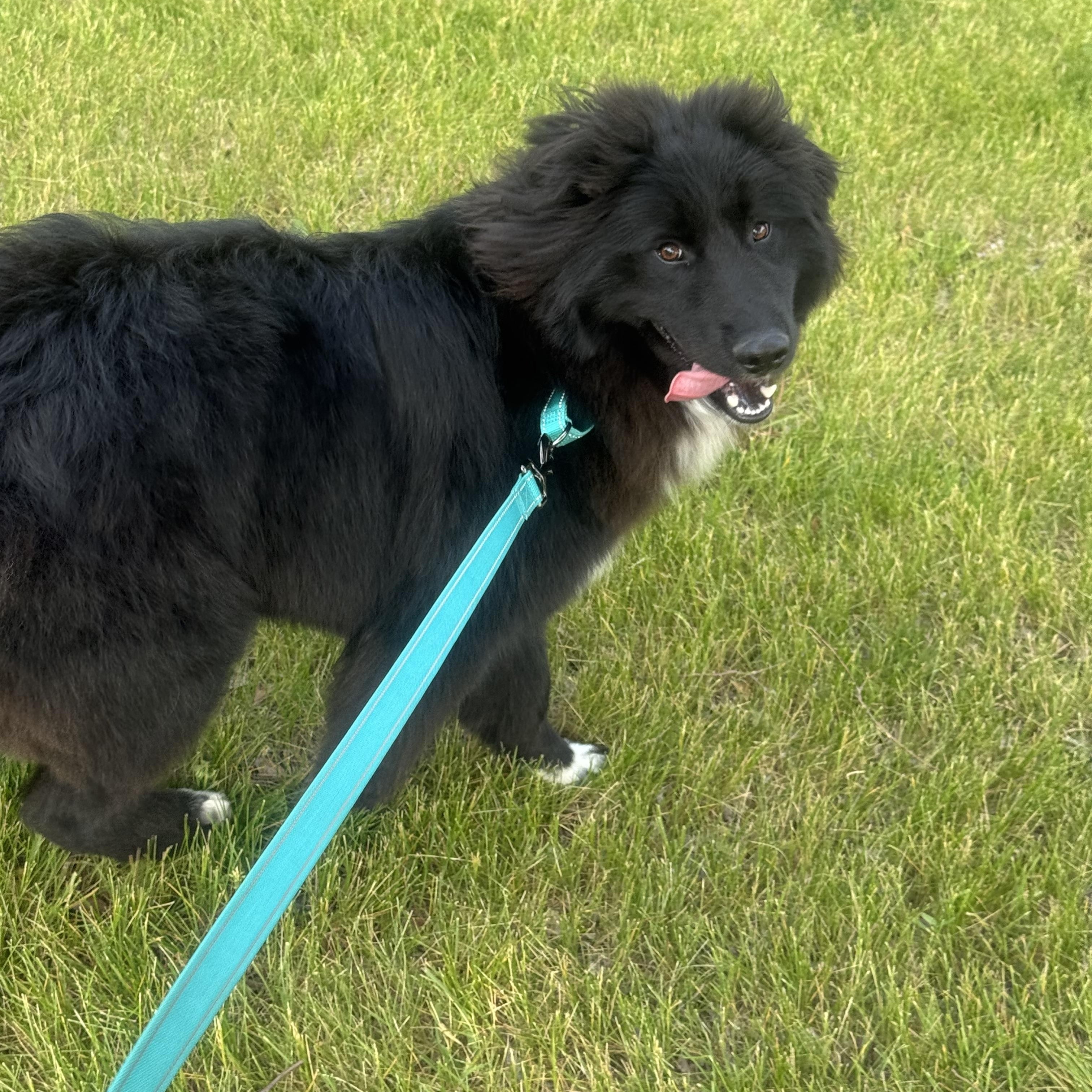 Murphy, an adopted mixed breed in Cedar Rapids, IA image 6/6