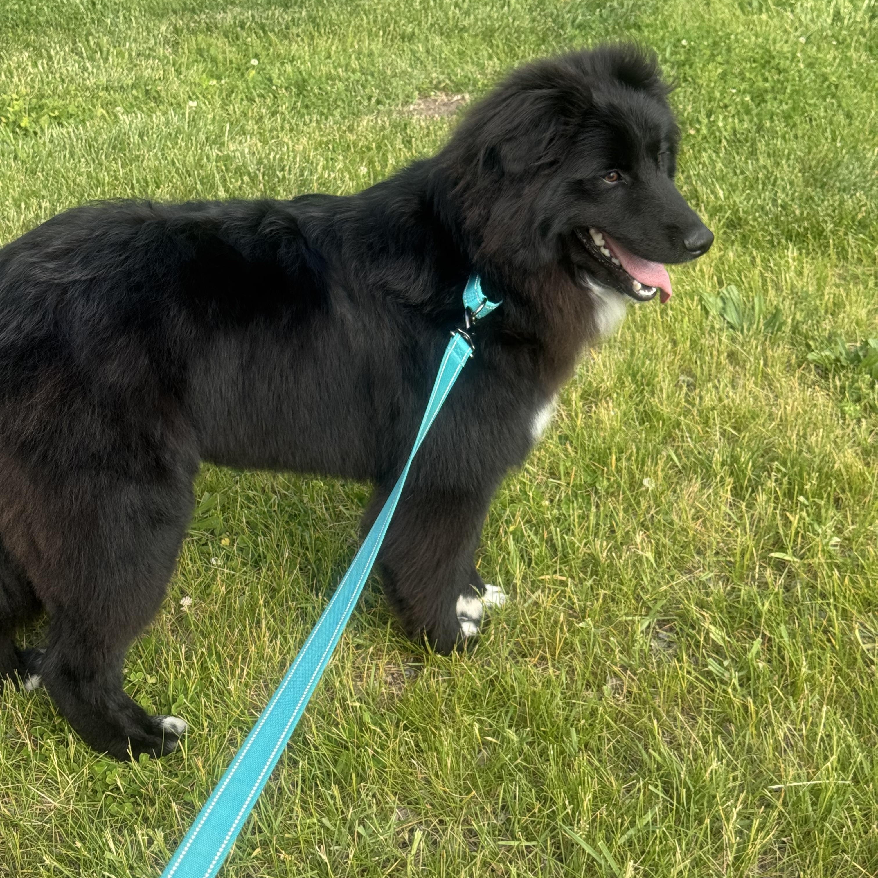 Murphy, an adopted mixed breed in Cedar Rapids, IA image 4/6
