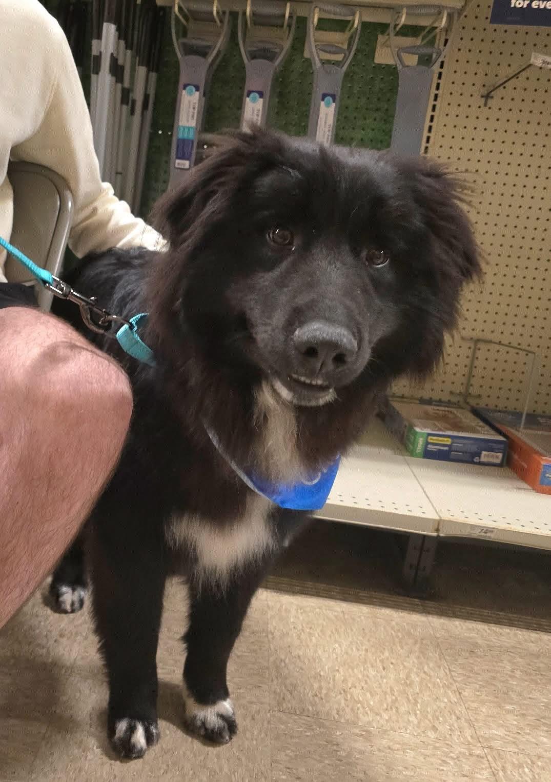 Murphy, adopted, Young Male Newfoundland Dog & Border Collie.