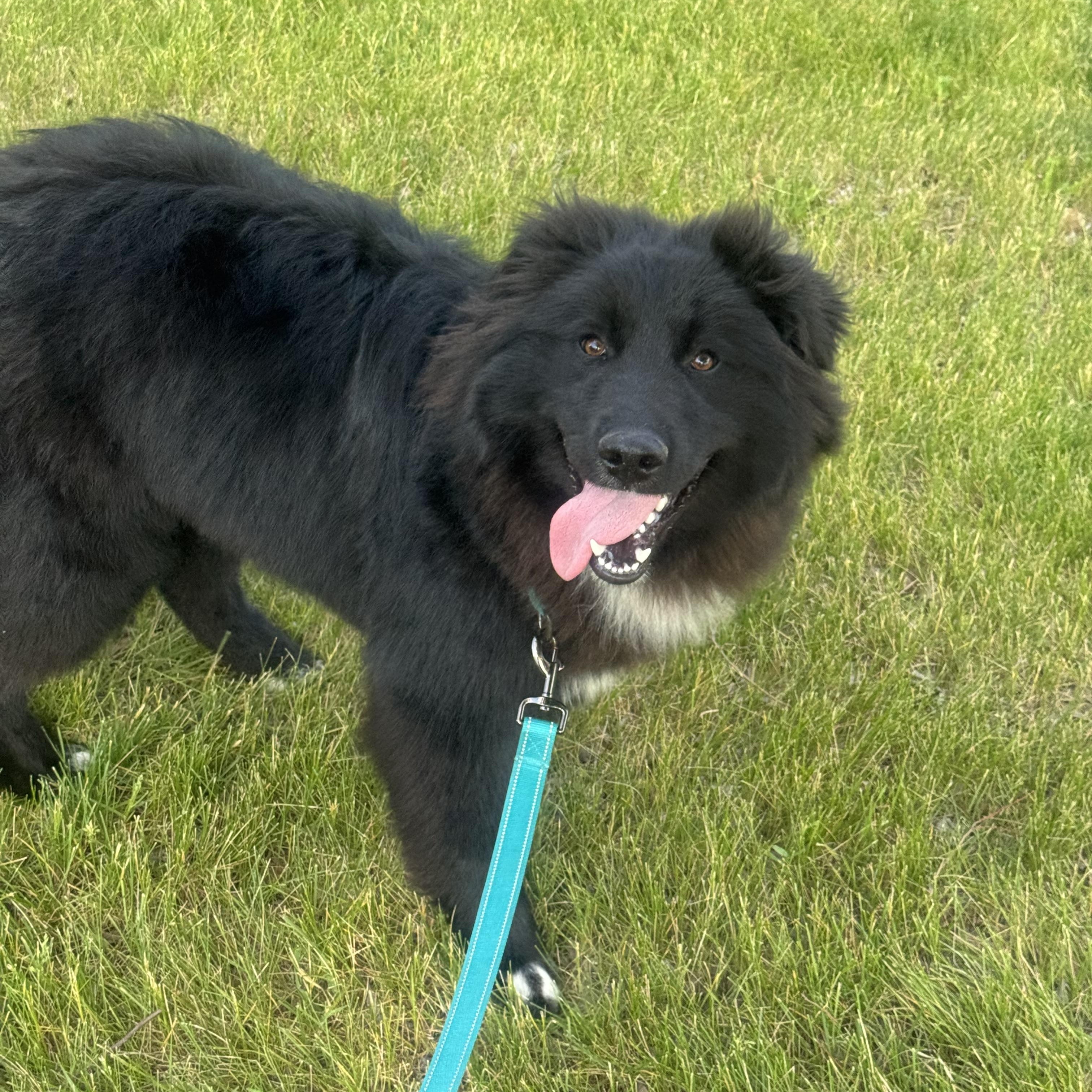 Murphy, an adopted mixed breed in Cedar Rapids, IA image 3/6