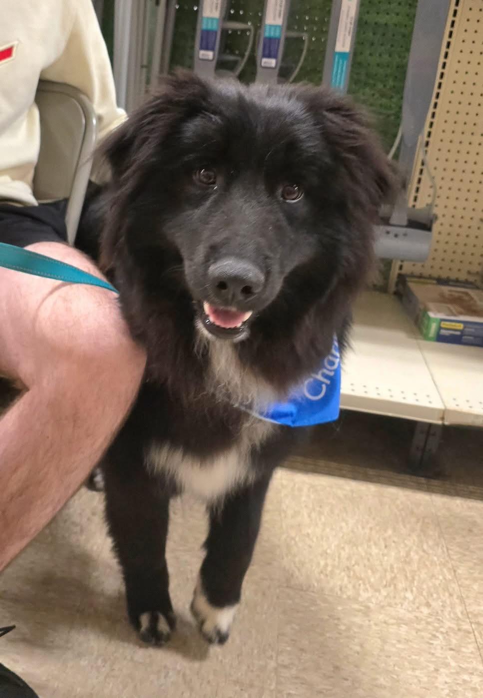 Murphy, an adopted mixed breed in Cedar Rapids, IA image 2/6