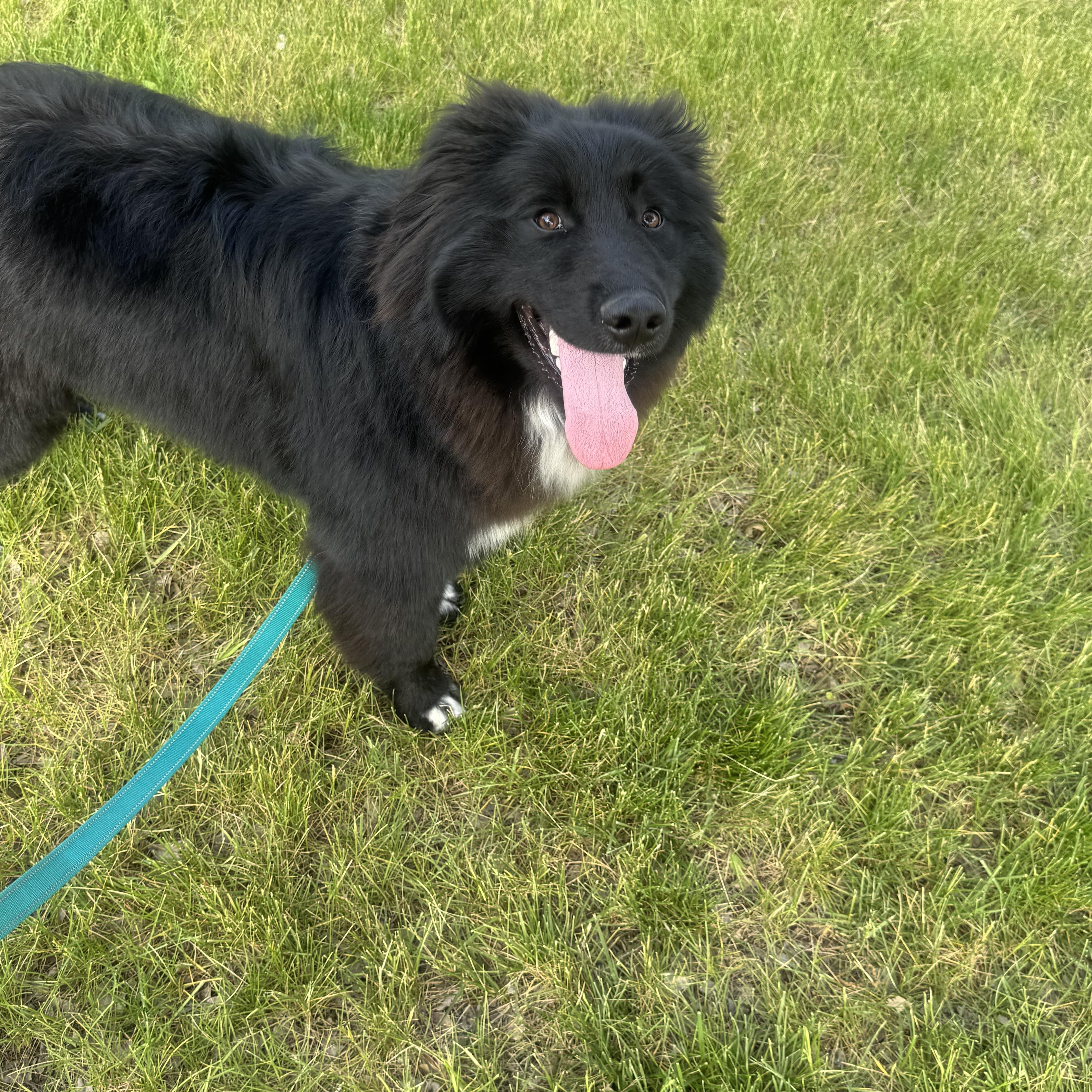 Murphy, an adopted mixed breed in Cedar Rapids, IA image 5/6