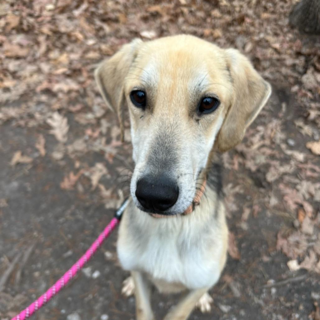 Ajaxx, Adoptable, Adult Male Hound & Mixed Breed.