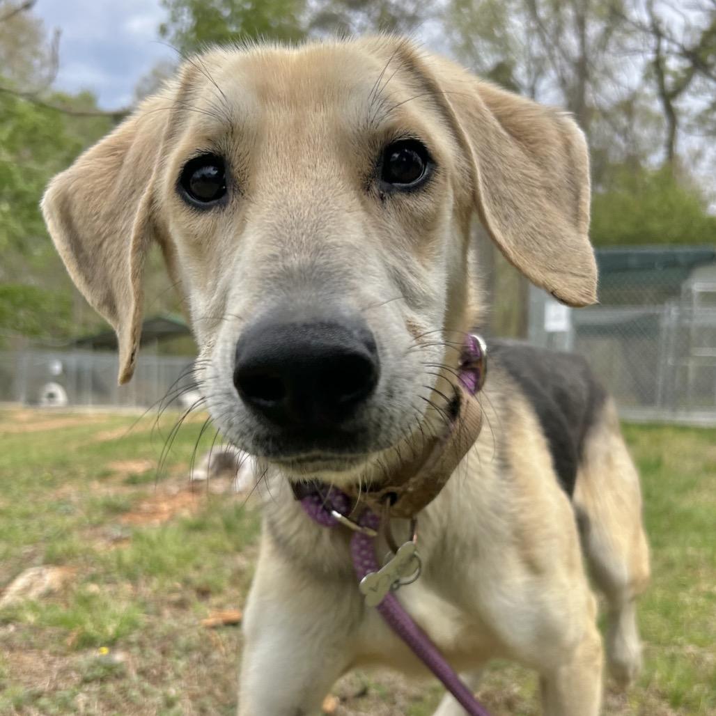 Enlarge Ajaxx, a Adoptable mixed breed in Troy, VA image 2/6