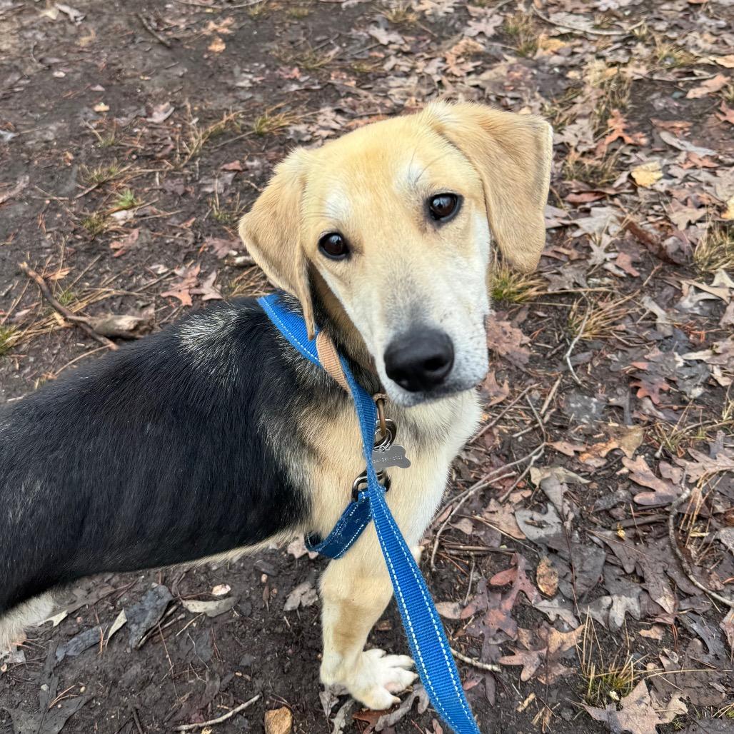 Enlarge Ajaxx, a Adoptable mixed breed in Troy, VA image 3/6
