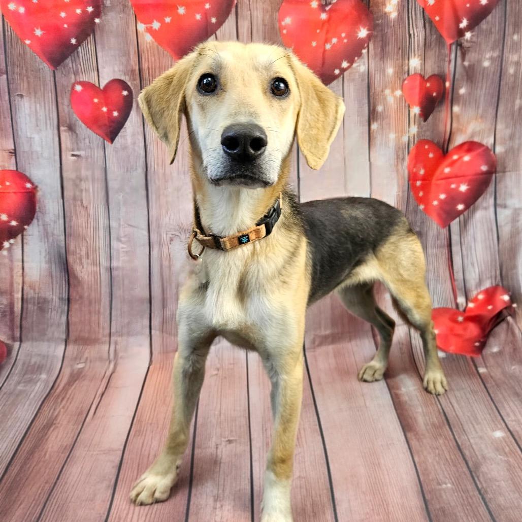 Enlarge Ajaxx, a Adoptable mixed breed in Troy, VA image 3/6