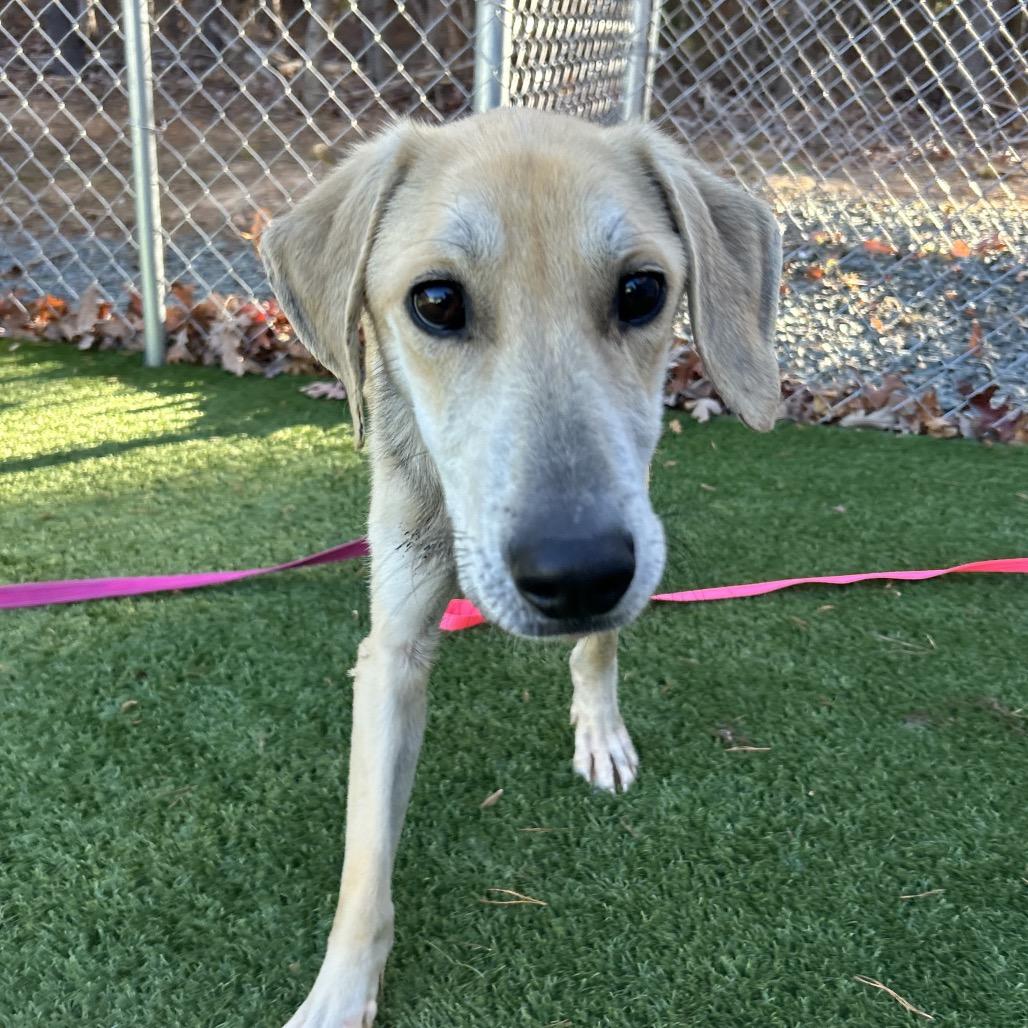 Enlarge Ajaxx, a Adoptable mixed breed in Troy, VA image 5/6